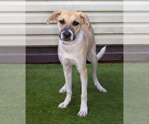 Harrier-Unknown Mix Dogs for adoption in Oakland Park, FL, USA