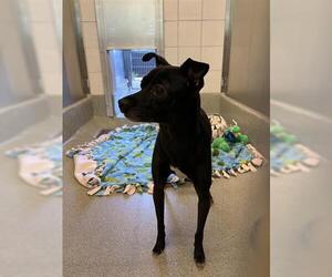 Chihuahua Dogs for adoption in San Martin, CA, USA