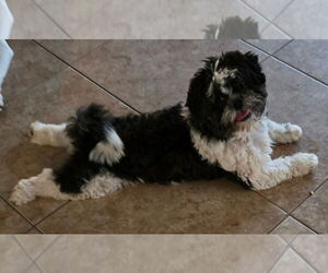 Shih Tzu Dogs for adoption in San Antonio, TX, USA