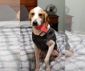 Treeing Walker Coonhound-Unknown Mix Dogs for adoption in Cary, NC, USA