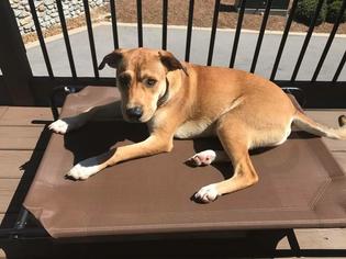 Medium Photo #1 Beagle-Unknown Mix Puppy For Sale in Nashville, TN, USA