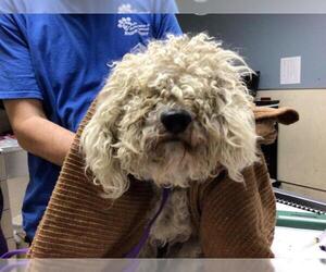 Poodle (Miniature) Dogs for adoption in Riverside, CA, USA