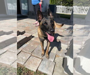 Mutt Dogs for adoption in Imlay City, MI, USA