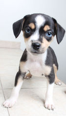 Medium Photo #1 Doxle Puppy For Sale in Eden Prairie, MN, USA