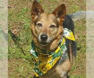 Red Heeler-Unknown Mix Dogs for adoption in Hamilton, GA, USA