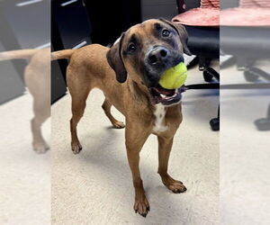 Boxador Dogs for adoption in Olathe, KS, USA