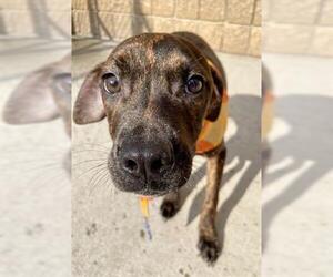 American Pit Bull Terrier Dogs for adoption in Tulsa, OK, USA