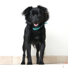Chiranian Dogs for adoption in Eden Prairie, MN, USA