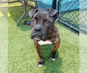 Bull-Boxer Dogs for adoption in Dumont, NJ, USA