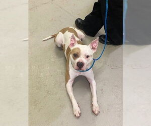 American Pit Bull Terrier Dogs for adoption in Sanford, FL, USA