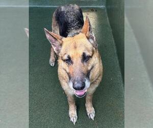German Shepherd Dog-Unknown Mix Dogs for adoption in Downey, CA, USA