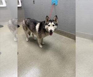Siberian Husky-Unknown Mix Dogs for adoption in Las Vegas, NV, USA