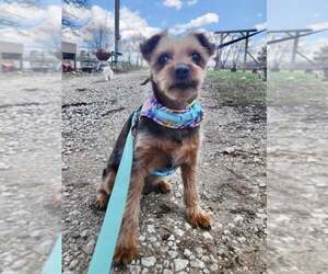 Mutt Dogs for adoption in Lee's Summit, MO, USA
