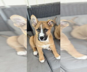 Labrador Retriever-Mountain Cur Mix Dogs for adoption in Royal Palm Beach, FL, USA