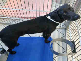 Labrador Retriever-Unknown Mix Dogs for adoption in Canfield, OH, USA