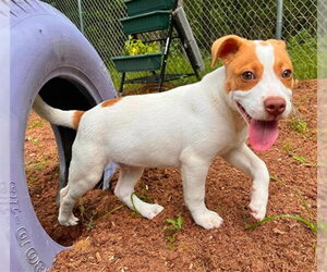 Mutt Dogs for adoption in Peoria, IL, USA