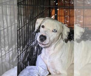 Dalmatian-Unknown Mix Dogs for adoption in Derwood, MD, USA