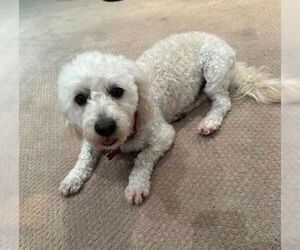 Poodle (Miniature)-Unknown Mix Dogs for adoption in San Diego, CA, USA