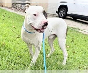 Mutt Dogs for adoption in Houston, TX, USA