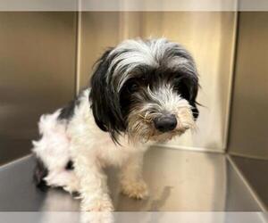 Havanese Dogs for adoption in Orange, CA, USA