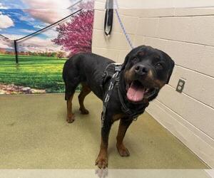 Rottweiler Dogs for adoption in Moreno Valley, CA, USA