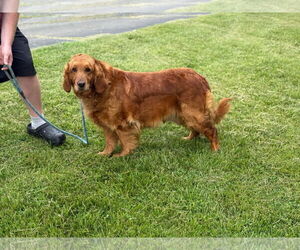 Golden Retriever Dogs for adoption in Croydon, NH, USA