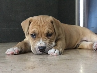 Medium Photo #1 American Bulldog-Unknown Mix Puppy For Sale in Miami, FL, USA