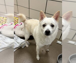 Imo-Inu Dogs for adoption in Fort Wayne, IN, USA