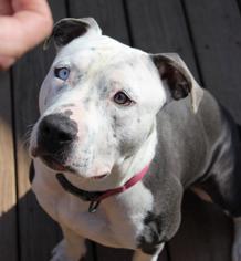 American Staffordshire Terrier-Unknown Mix Dogs for adoption in Tonawanda, NY, USA