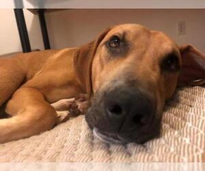 Black Mouth Cur-Labrador Retriever Mix Dogs for adoption in Seahurst, WA, USA
