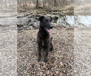 Shepradors Dogs for adoption in Pryor, OK, USA