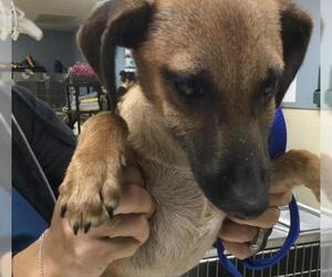 Unknown-Whippet Mix Dogs for adoption in Riverside, CA, USA