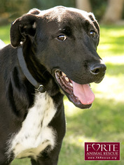 Lab-Pointer Dogs for adoption in Marina del Rey, CA, USA