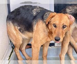 German Shepherd Dog-Unknown Mix Dogs for adoption in Riverside, CA, USA