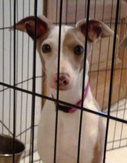 Italian Greyhound Dogs for adoption in Chicago, IL, USA