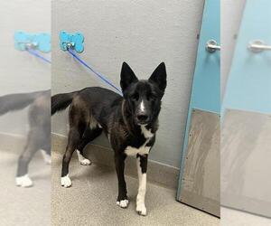 Siberian Husky-Unknown Mix Dogs for adoption in Las Vegas, NV, USA