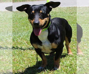 Basschshund Dogs for adoption in Prattville, AL, USA