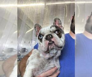 French Bulldog Dogs for adoption in Camarillo, CA, USA