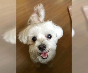 Maltese-Unknown Mix Dogs for adoption in Ventura, CA, USA