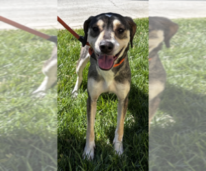 Mutt Dogs for adoption in Thomasville, NC, USA