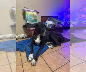 Great Dane Dogs for adoption in Bullard, TX, USA