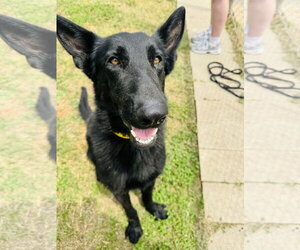 German Shepherd Dog Dogs for adoption in Houston, TX, USA