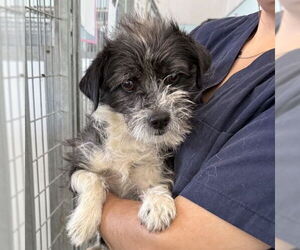 Mutt Dogs for adoption in Chico, CA, USA