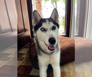 Siberian Husky Dogs for adoption in Carrollton, TX, USA