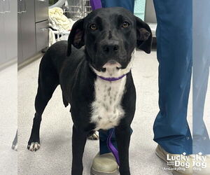 Labrador Retriever-Retriever Mix Dogs for adoption in Washington, DC, USA