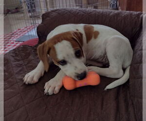 Mutt Dogs for adoption in Wheaton, IL, USA