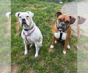 Boxer Dogs for adoption in Stanwood, WA, USA