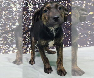 Labrador Retriever-Unknown Mix Dogs for adoption in Wetumpka, AL, USA