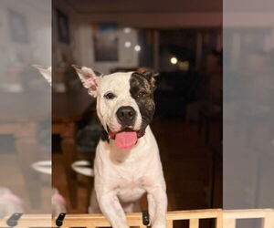 Dogo Argentino Dogs for adoption in Fremont, CA, USA