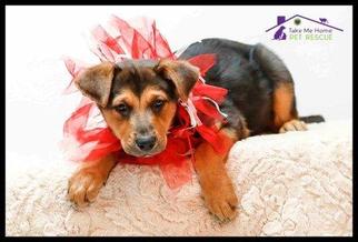 Medium Photo #1 Boxer-Unknown Mix Puppy For Sale in Richardson, TX, USA